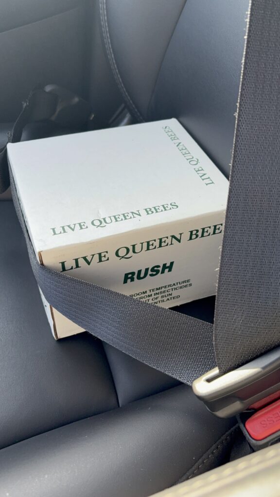 A white cardboard box labeled "LIVE QUEEN BEES" and "RUSH" sits secured with a gray seatbelt on a car seat.