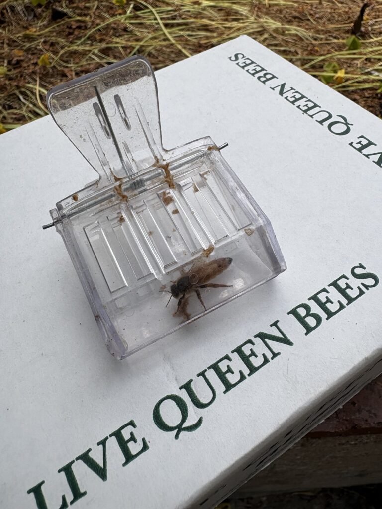 A clear plastic queen clip sits on a white box with "QUEEN BEES" visible in green text, containing a captured queen bee.